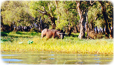 Flooded Plains and Buffalo