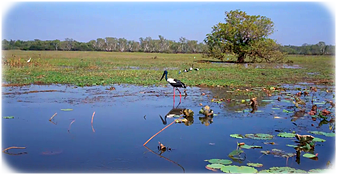 Marsh Land