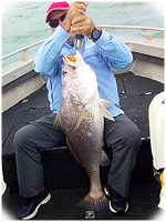 Nice Black Jewfish