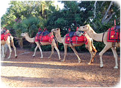 Camel Rides