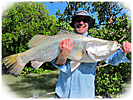 Awesome Shady Camp 110cm Barra