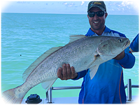 Great Black Jewfish