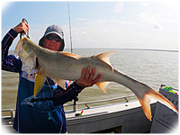 Huge Threadfin Salmon