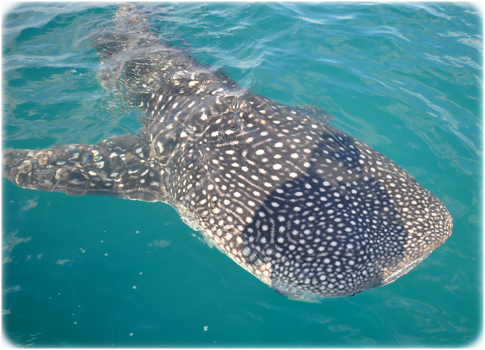 Whale Shark